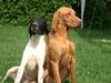 Pointer Foto: Ares & Lico (unzertrennlich) (ID 6878) Pointer Hund