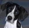 Pointer Foto: Ein Blick der besticht (ID 13562) Pointer Hund