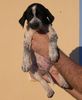 Pointer Foto: Marika als kleiner Welpe (ID 37921) Pointer Hund