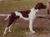 Pointer Hund