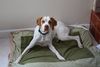 Pointer Foto: Worlds End Alabaster Golden Sunset (wohnhaft in der USA) (ID 44033) Pointer Hund