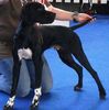 Pointer Foto: Clayponds Saress (ID 44036) Pointer Hund