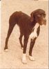 Pointer Foto: Ako (ID 44041) Pointer Hund