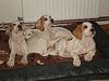 Pointer Foto: World's End Pointers (ID 42482) Pointer Hund
