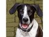 Pointer Foto: Fiona 10 Monate (ID 21890) Pointer Hund