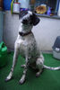 Pointer Foto: Könnte hier ein Pointer beteligt sein? (ID 34387) Pointer Hund
