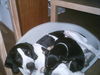 Pointer Foto: Pointerliebe Sam und Finchen (ID 27616) Pointer Hund
