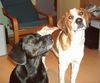 Pointer Foto: Loki und Mira (ID 14979) Pointer Hund