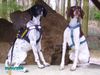 Pointer Foto: Anthony of Fillys Hill und Amber vom Hirndlbründl (ID 30665) Pointer Hund