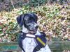 Pointer Foto: Anthony of Fillys Hill (ID 30667) Pointer Hund
