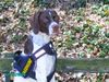 Pointer Foto: Amber vom Hirndlbründl (ID 30668) Pointer Hund