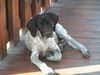 Pointer Foto (ID 12583) Pointer Hund
