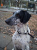 Pointer Foto (ID 36745) Pointer Hund