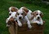 Pointer Foto: Pointer-Welpe Icaro of Falconers Dream (ID 42218) Pointer Hund