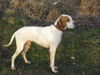 Pointer Foto: Unser Pointy (ID 32683) Pointer Hund