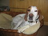 Pointer Foto: Als Schönling im Körbchen (ID 32685) Pointer Hund