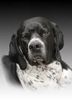 Pointer Foto: Portrait Nino (ID 38169) Pointer Hund