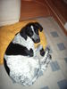 Pointer Foto: Marika muss überall ihre Nase reinstecken! (ID 37810) Pointer Hund