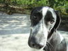 Pointer Foto: Marika muss überall ihre Nase reinstecken! (ID 37809) Pointer Hund