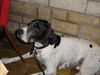 Pointer Foto: sehe ich etwa wie fast 12 Jahre aus???? (ID 33167) Pointer Hund