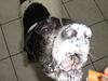 Pointer Foto: Hmmm ich liebe Joghurt :-) (ID 33165) Pointer Hund