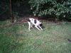 Pointer Foto: Da war sie eben noch... die Maus... (ID 22172) Pointer Hund