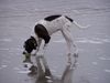 Pointer Foto: Fiona 4 Monate (ID 17222) Pointer Hund