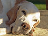 Pointer Foto: Sina ist grad aufgewacht (ID 34865) Pointer Hund