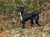 Pointer Foto: Tinto aus Spanien ca. 1 Jahr (ID 8432) Pointer Hund