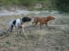 Pointer Foto: Lico Ares (ID 6771) Pointer Hund