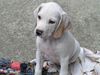 Pointer Foto: Worlds End Aurora Snow Angel (ID 44040) Pointer Hund