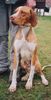 Pointer Foto: Bin noch zu haben! Bei Interesse Tullnertussi@yahoo.de (ID 21779) Pointer Hund
