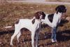 Pointer Foto: Anthony of Fillys Hill und Amber vom Hirndlbründl (ID 17863) Pointer Hund