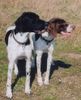 Pointer Foto: Amber vom hirndlbründl udn Anthony of fillys hill (ID 21780) Pointer Hund