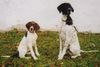 Pointer Foto: Anthony of Fillys Hill und Ambervom Hirndlbründl (ID 15856) Pointer Hund