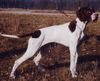 Pointer Foto: Amber vom Hirndlbründl (ID 17861) Pointer Hund