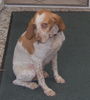 Pointer Foto: Das i8st Amigo, vorheriger Name Flirt,warum wohl?? (ID 27444) Pointer Hund
