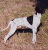 Pointer Foto: Anthony of fillys hill (ID 17862) Pointer Hund