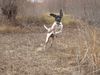 Pointer Foto: Ares (ID 6888) Pointer Hund