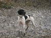 Pointer Foto: Ares (ID 6889) Pointer Hund