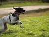 Pointer Foto: Meine Pointerin Carry (ID 43023) Pointer Hund