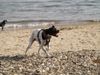 Pointer Foto: Meine Pointerin Carry (ID 43024) Pointer Hund