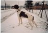 Pointer Foto: Caro von 5-6 Kurschatz (ID 16546) Pointer Hund