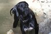 Pointer Foto: World\\\'s End Pointers (ID 45653) Pointer Hund
