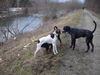 Pointer Foto: amber and friends (ID 36849) Pointer Hund