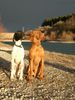 Pointer Foto: Ares 17 monate und Llico 20 Monate immer noch unzertrennlich!!! (ID 8811) Pointer Hund