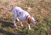 Pointer Foto: Ford od Tri kastanu (ID 5403) Pointer Hund