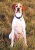 Pointer Foto: Ford od Tri kastanu (ID 5404) Pointer Hund