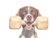 Pointer Foto (ID 38609) Pointer Hund