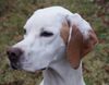 Pointer Foto: Aurora/World's End Pointers (ID 45651) Pointer Hund